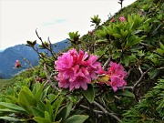 MONTE MINCUCCO (croce 1832 m - cima 2001 m) ad anello dal piano del Lago di Valmora il 17 luglio 2021 - FOTOGALLERY